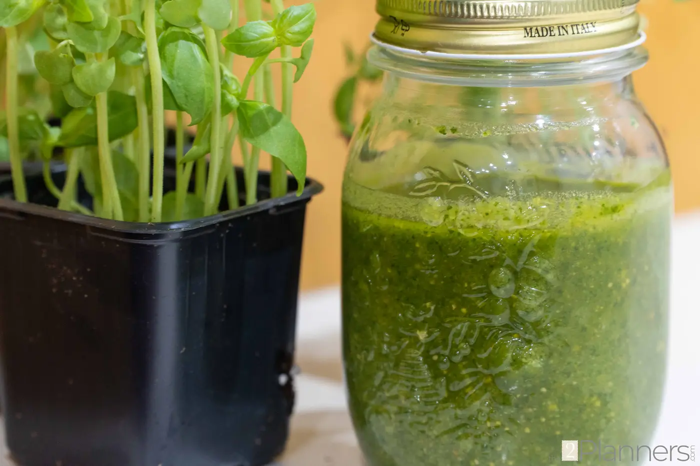 Basic Fresh Basil Pesto